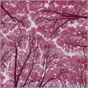 Sky Dome Pink Modern Rug